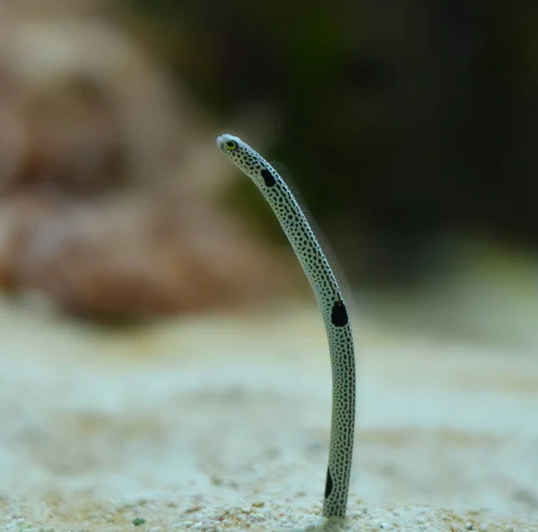 Lagarto Naturaleza — Foto de Stock