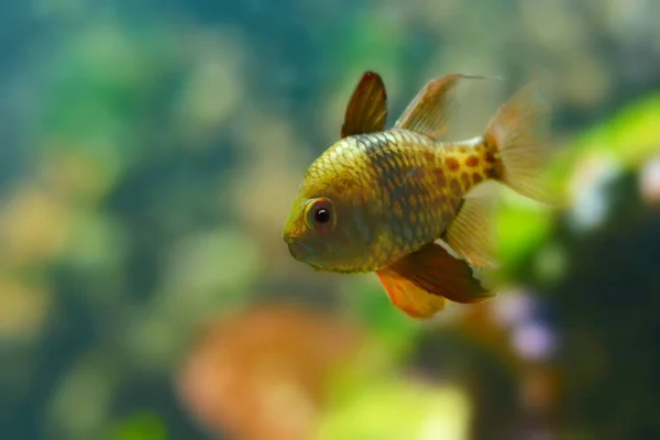 Verscheidenheid Aan Kleuren Stille Oceaan — Stockfoto