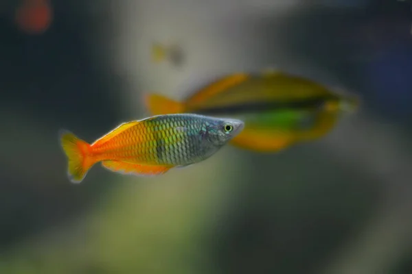 Berbagai Warna Pasifik — Stok Foto