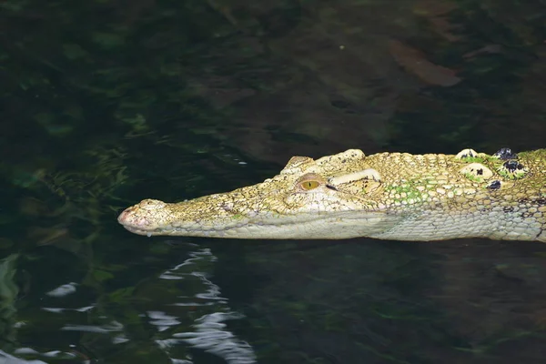 Crocodile Dans Étang — Photo