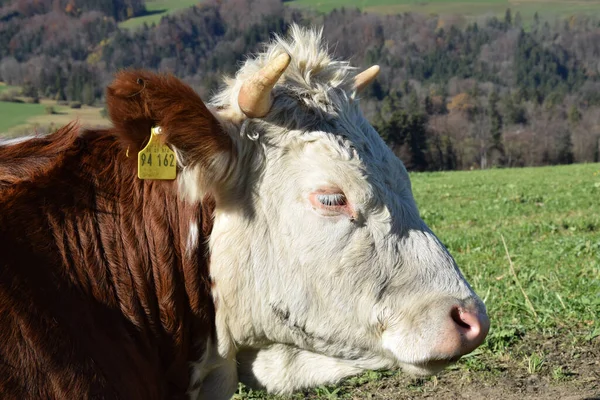 Skot Samerberg Farmářské Krávy — Stock fotografie