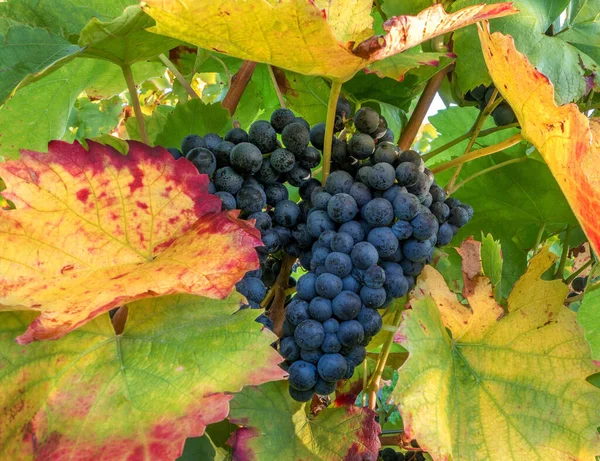 Blaue Trauben Einem Weinstock Herbst — Stockfoto