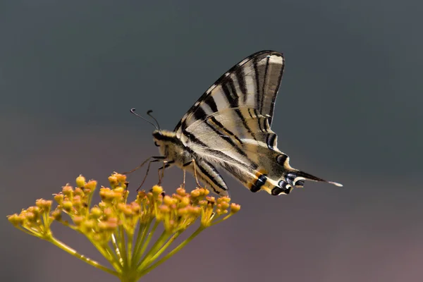 Borboleta Pequena Flor Conceito Loucura — Fotografia de Stock