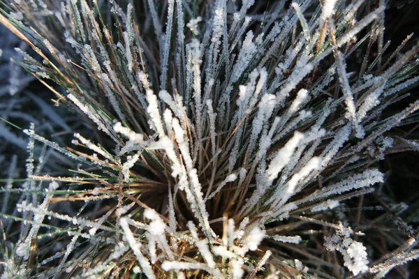 Buz Kristalli Çimenler — Stok fotoğraf