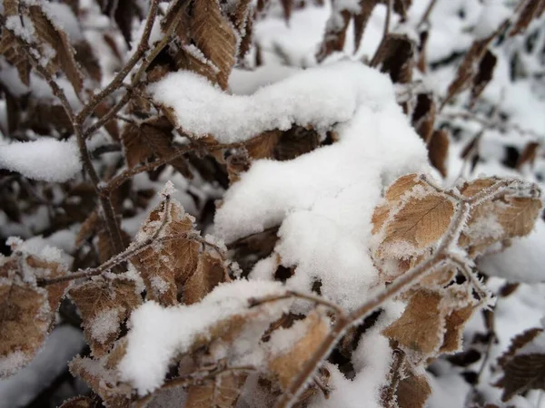 Árboles Cubiertos Nieve Invierno — Foto de Stock