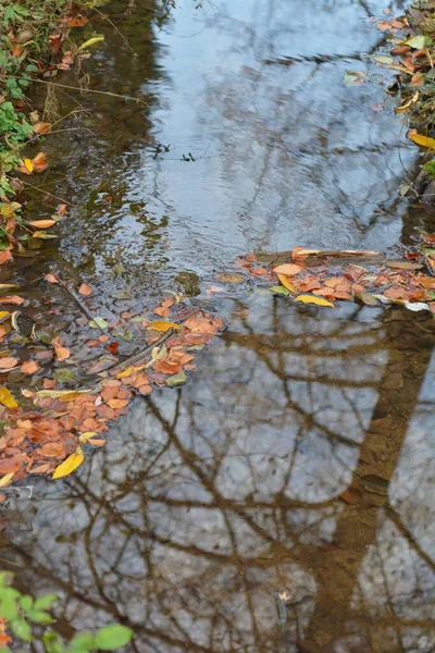 Foliage Floats Creek — Stock Photo, Image
