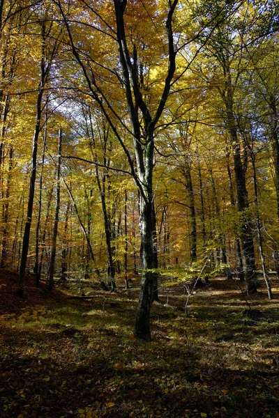 Осень Северном Штайгервальде Нижняя Франкония Бавария Германия — стоковое фото