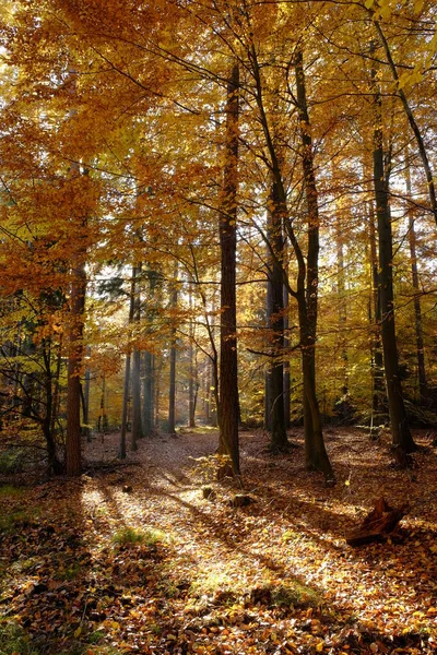 Hösten Norra Steigerwald Nedre Franken Bayern Tyskland — Stockfoto