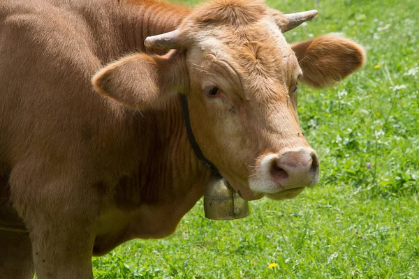 Vägen Alperna — Stockfoto