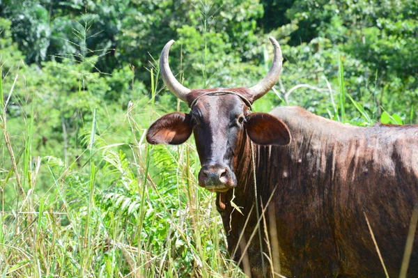 Panama Ett Land Näset Som Förbinder Central Och Sydamerika — Stockfoto