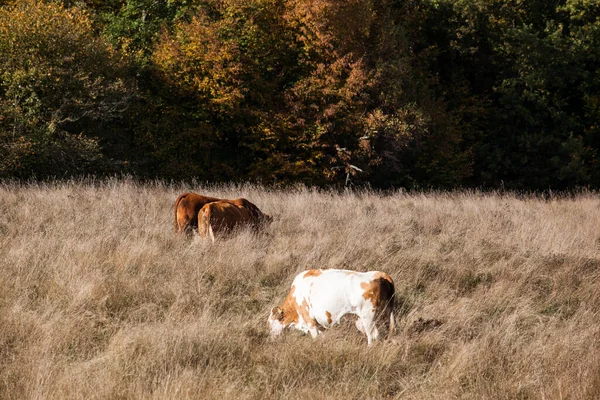 Legelő Tehéncsordával Ősszel — Stock Fotó