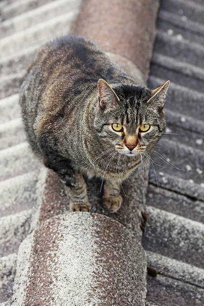 Cat Roof First — Stock Photo, Image