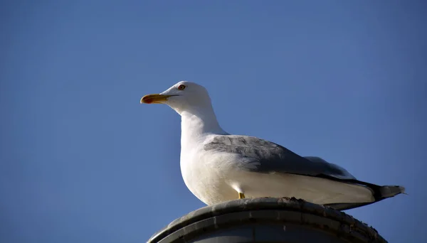 Mittelmeermöwe Larus Michahellis — Stockfoto