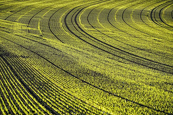 Grüne Wiese Mit Vielen Blumen — Stockfoto