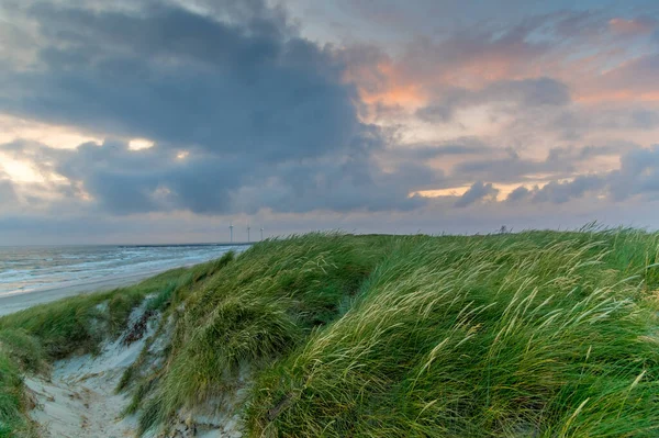 Літній Пляж Північному Морському Узбережжі Денмарка — стокове фото