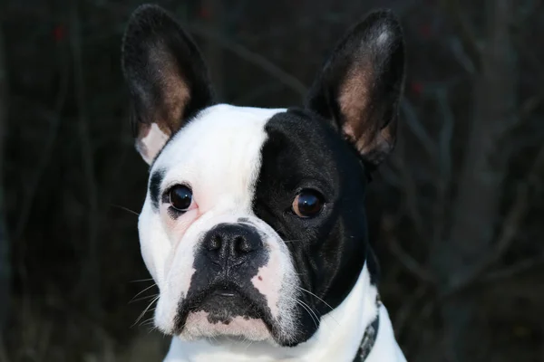 Portrait Cute Dog — Stock Photo, Image