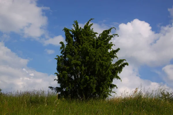 Зелена Трава Блакитне Небо — стокове фото