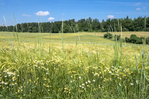 Hrana Pole Létě Trávou Kvetoucím Heřmánkem — Stock fotografie