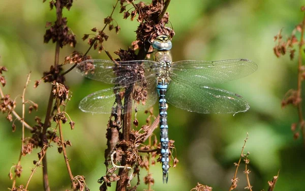 Odonata Libellen Insecten Flora Fauna — Stockfoto