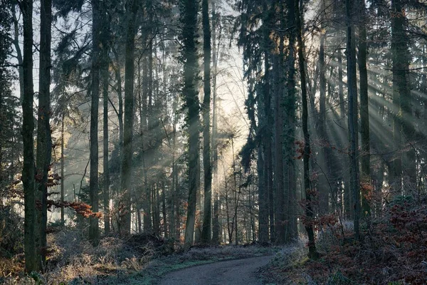 Waldweg Licht — Stockfoto