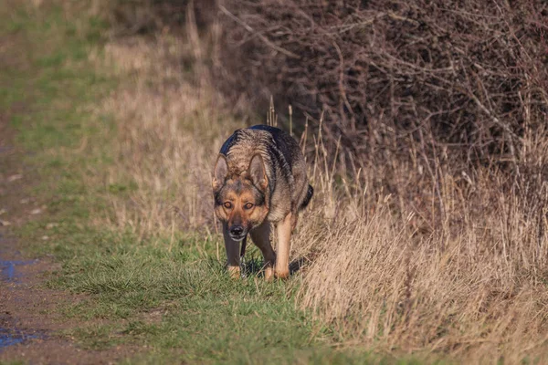 Berger Allemand Spatziergang — Photo