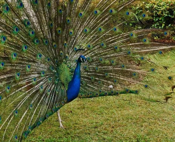 Pavo Real Con Plumas Fondo — Foto de Stock