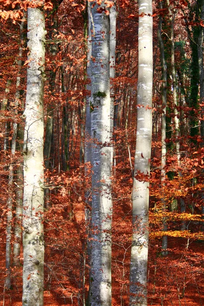 Ağaçlar Sonbahar Orman Göl Gökyüzü — Stok fotoğraf