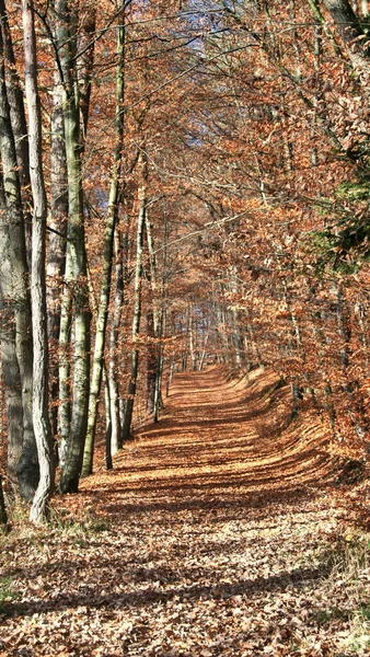 Деревья Осень Лес Озеро Небо — стоковое фото