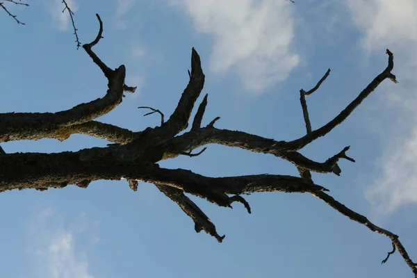 Дерева Осінь Ліс Озеро Небо — стокове фото