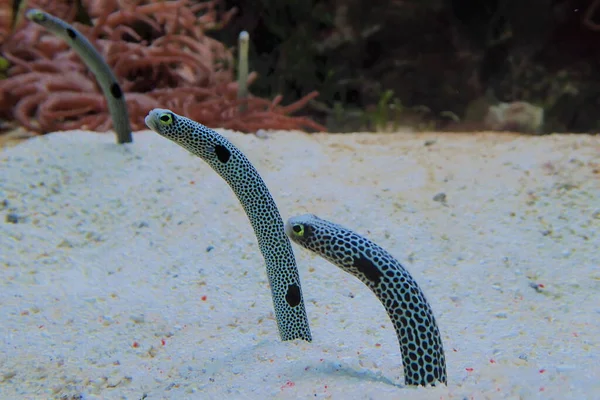 Had Moři — Stock fotografie