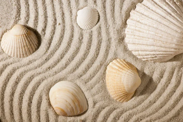 Format Filling Close Patterned Sandy Area Cockles Lying Top View — Stock Photo, Image
