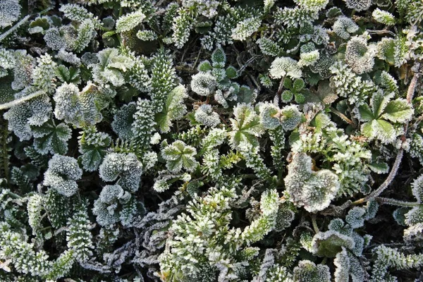 Herbes Prairie Hiver Avec Mûrissement Rugueux — Photo