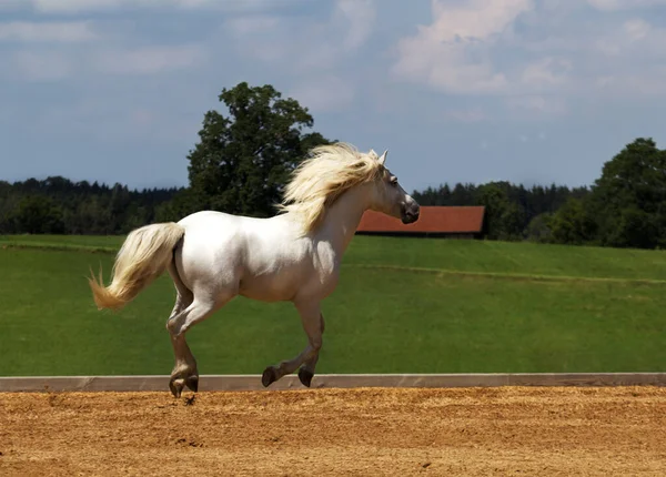 Camargue Kůň Vznáší Nad Náměstím — Stock fotografie