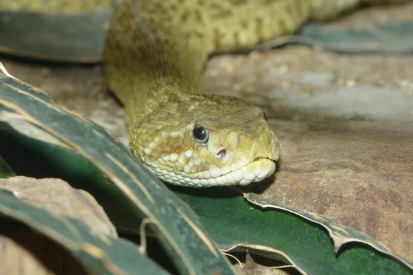 Cascavel Cobra Venenosa Animal — Fotografia de Stock