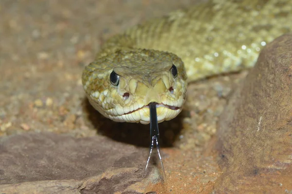 Cascavel Cobra Venenosa Animal — Fotografia de Stock