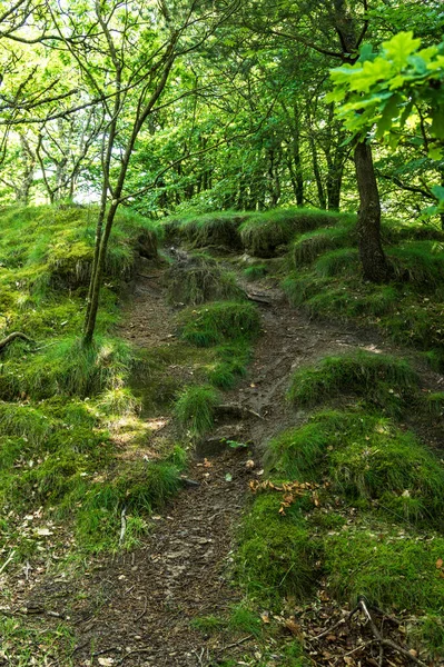 Forest Impression Blaberg Denmark — Stock Photo, Image