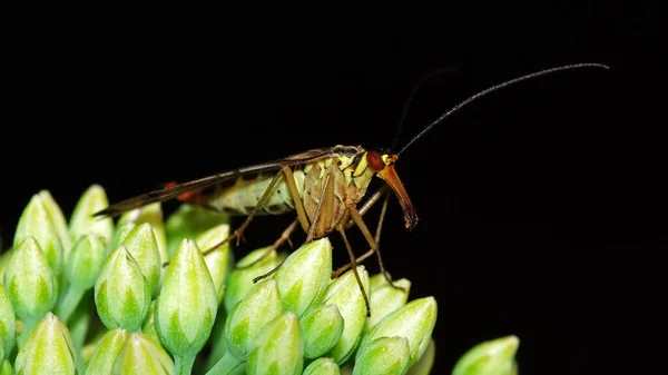 Gemeines Skorpionsfliegeninsekt Floraler Natur — Stockfoto