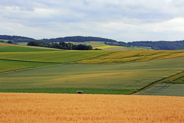 Widok Pola Kukurydzy Koncepcja Rolnictwa — Zdjęcie stockowe
