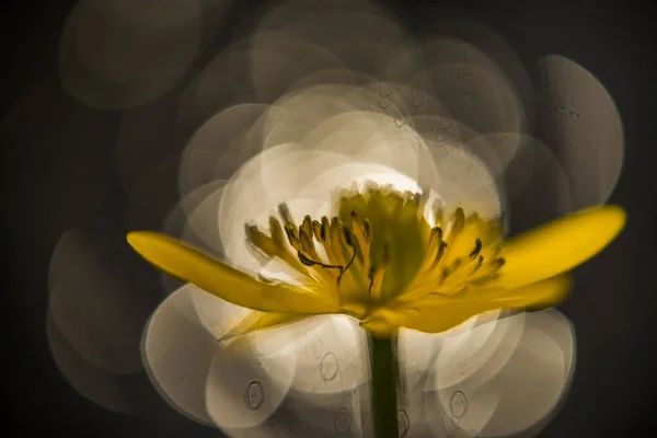 Vents Brousse Jeu Avec Soleil Contre Jour Macro Des Plantes — Photo