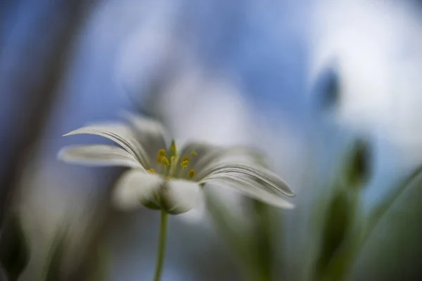 Flores Primavera Céu Sem Nuvens Perto Fotografado Flor Espalhou Longe — Fotografia de Stock