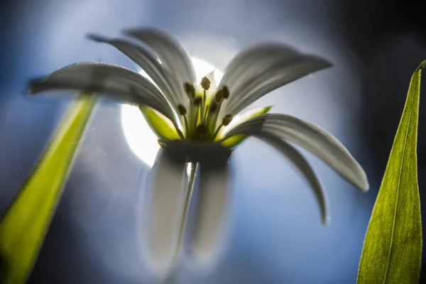 Flores Primavera Céu Sem Nuvens Perto Fotografado Flor Espalhou Longe — Fotografia de Stock