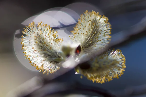 Flores Primavera Cielo Despejado Cerca Fotografiado Flor Extendida Lejos — Foto de Stock