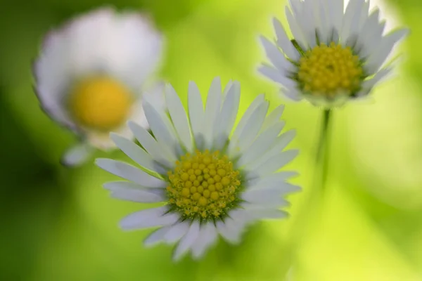Kwiaty Wiosnę Bezchmurne Niebo Pobliżu Sfotografowany Kwiat Rozłożone Daleko — Zdjęcie stockowe