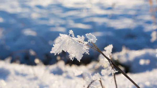 Paysage Hivernal Avec Arbres Enneigés — Photo