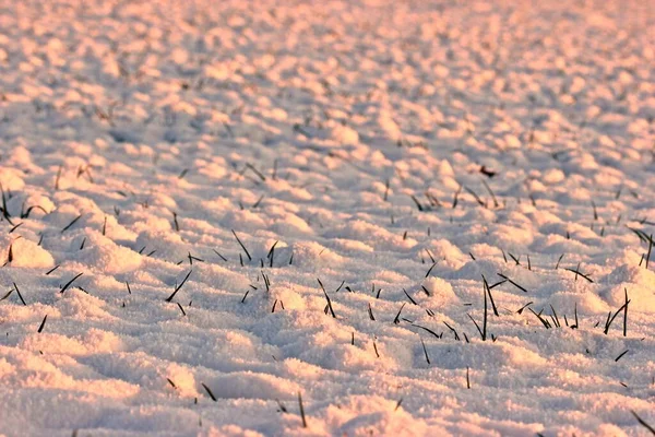 Χωράφι Χειμερινό Κριθάρι Στο Χιόνι Βράδυ Φως — Φωτογραφία Αρχείου