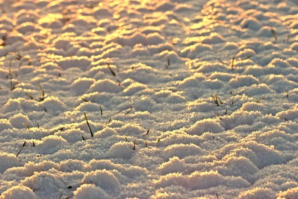 Veld Met Wintergerst Sneeuw Avonds Licht — Stockfoto