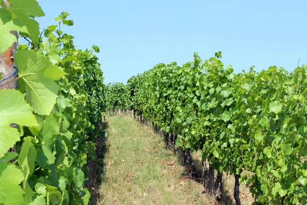 Vinha Vinho Verão Perl Sarre Alemanha — Fotografia de Stock