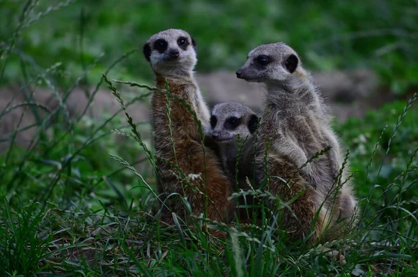 Vida Selvagem Meerkat Suricata Suricatta — Fotografia de Stock