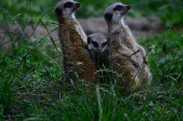 Wildsuricatta Erdmännchen — Stockfoto