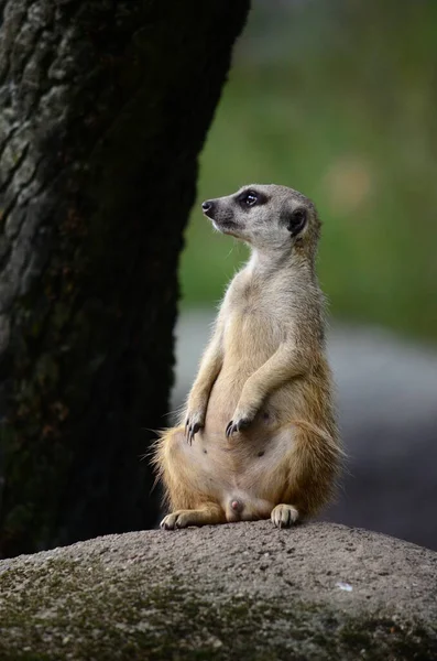 Άγρια Ζώα Meerkat Suricata Suricatta — Φωτογραφία Αρχείου